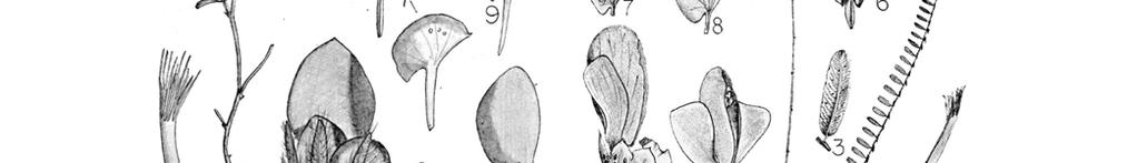 flower, profile and dorsal views; 6) banner, ventral and profile