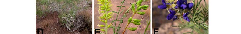 Parryella filifolia: (D) habit; (E)