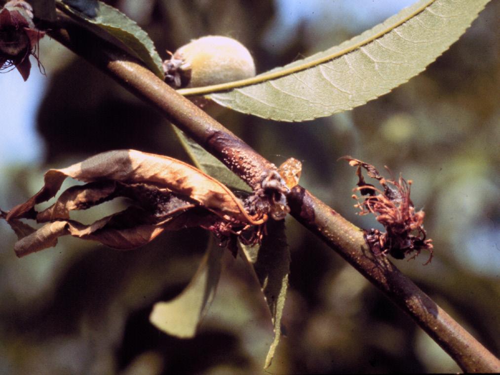 Publication 450-721 Brown Rot on Peach and Other Stone Fruits Elizabeth A. Bush, Extension Plant Pathologist, School of Plant and Environmental Sciences, Virginia Tech Keith S.