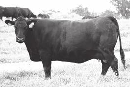 Ginger Hill Angus Cows Ginger Hill Helen 5001 Birth Date: 9-27-2015 Cow 18344329 Tattoo: 5001 #*SAV Final Answer 0035 [RDF] Ginger Hill Gamer 105 Ginger Hill Dawn 972 Ginger Hill Helen 384 Ginger