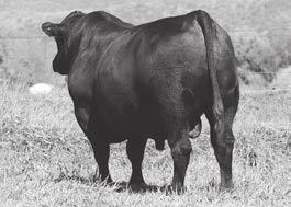 This bull sale offering is the result of a cow herd that has been selected with commercial farmers and ranchers in mind.
