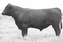 595 6-103 6-103 +5.19 +1.5.37 +52.32 +96.31 +1.69.36 +28.14 76 106 106 39.23 3.12 This bull is a powerful full brother to the bull purchased by Grant Harsh last year.