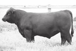 Ginger Hill Tequila 757 Birth Date: 9-2-2017 Bull 19144558 Tattoo: 757 Ginger Hill Eva 274 17532493 Ginger Hill Eva 386 +10.19 -.7.36 +45.31 +80.30 +1.14.36 +28.12 61 99 98 36.89 2.