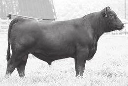 Ginger Hill Angus Bulls GINGER HILL TEQUILA 775 - Lot 775 Ginger Hill Tequila 775 Birth Date: 9-18-2017 Bull 19144573 Tattoo: 775 Ginger Hill Blackbird 977 16641681 Ginger Hill Blackbird 768 GINGER