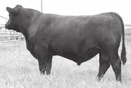 He s big and powerful. We raise our cattle under true commercial cow conditions. We are commercial type breeders of pure bred Angus.