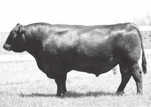 Ginger Hill Reference Sire GINGER HILL TEQUILA 305 - Reference Sire A 17039956 Ginger Hill Dawn 082 #16928859 Birth Date: 8-31-2013 Bull 17694823 Tattoo: 305 +3.41 +2.1.77 +57.72 +101.69 +1.45.65 +27.