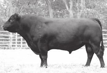Ginger Hill Reference Sires COLE CEK BLACK BO 572 - Reference Sire C Black Bore was purchased in 2013 as the all-time top selling bull from the Cole Creek Angus Ranch bull sale.