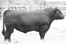 His pedigree is rich in some of the very best grass work and wear genetics in the world.