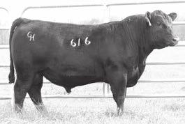 His dam is sired by Cole Creek Black Cedar 1100 and is a very fine cow. 1100 is one of the most complete bulls of the breed. These are cattle that can thrive in good times or bad.
