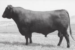 His daughters are among the most outstanding females at Ginger Hill and Cole Creek Ranch. We plan on using 1100, his sons and grandsons heavily in years to come.