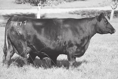 Ginger Hill Angus Cows This linebred donor prospect excels in the maternal wedge shape, depth of body, fleshing ease and udder quality without supplemental feed.