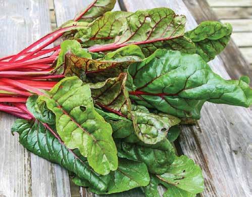99/bunch RED, GREEN OR GOLD CHARD
