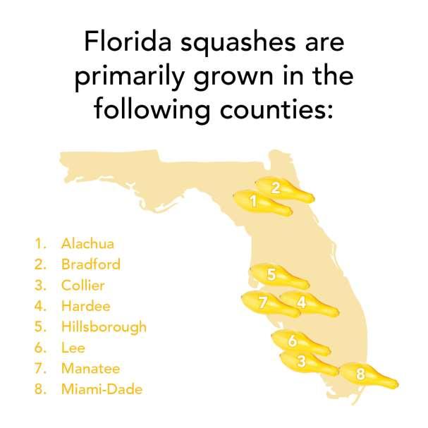 SPOT IT ON THE MAP Florida is the second largest producer of squash in