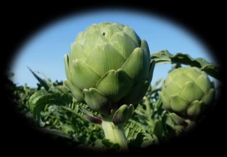 Did you know artichokes are one of the oldest foods known to humans? The artichokes an edible flower bud of a perennial, in the thistle group of the sunflower family.