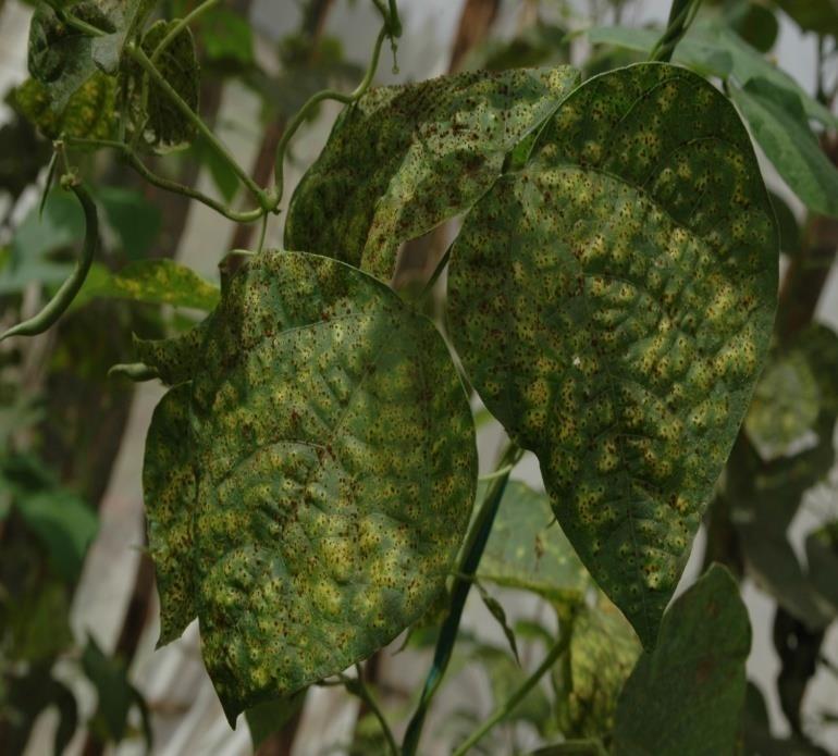 Rust and smut Rust on beans Triazole-
