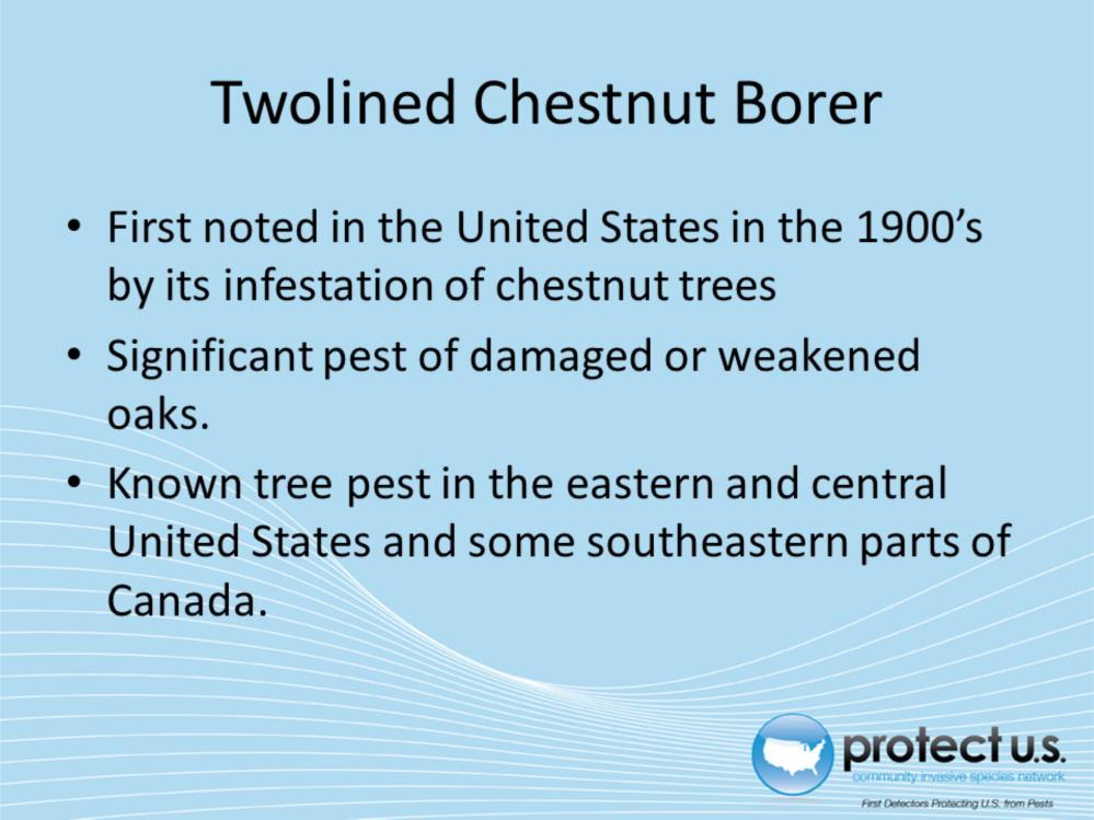 The twolined chestnut borer (Agrilus bilineatus) is a pest in the eastern and central United States and some southeastern parts of Canada.