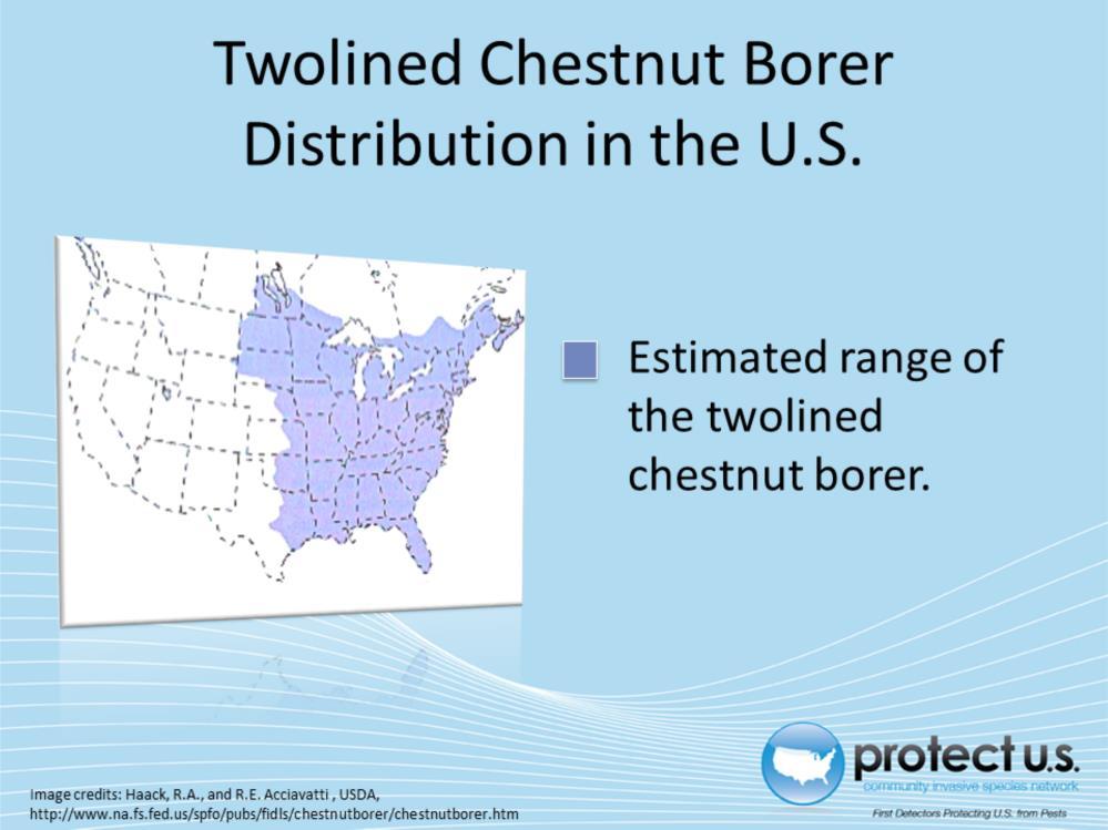The twolined chestnut borer has been found throughout eastern and central United States and southeastern Canada.