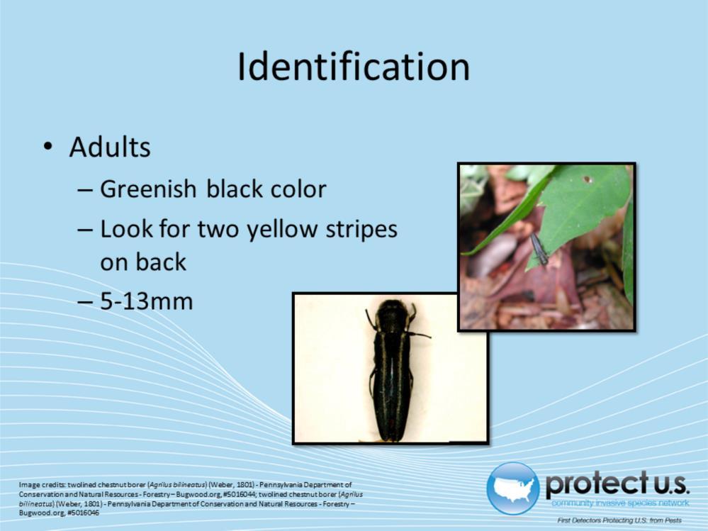 Adults are a greenish black color with two distinct yellow stripes along the