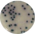 While the size of the colony is an indicator of yeast verses mold