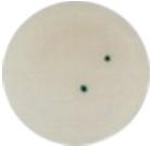 spot onto a microscope slide and confirm with microscopic
