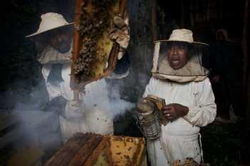 everywhere get a fairer deal. Harvesting honey in Mecha village, Ethiopia. Honey producers display their goods in Korce, Albania. Credit: Crispin Hughes/ Oxfam FANCY A JET-LAGGED STRAWBERRY?