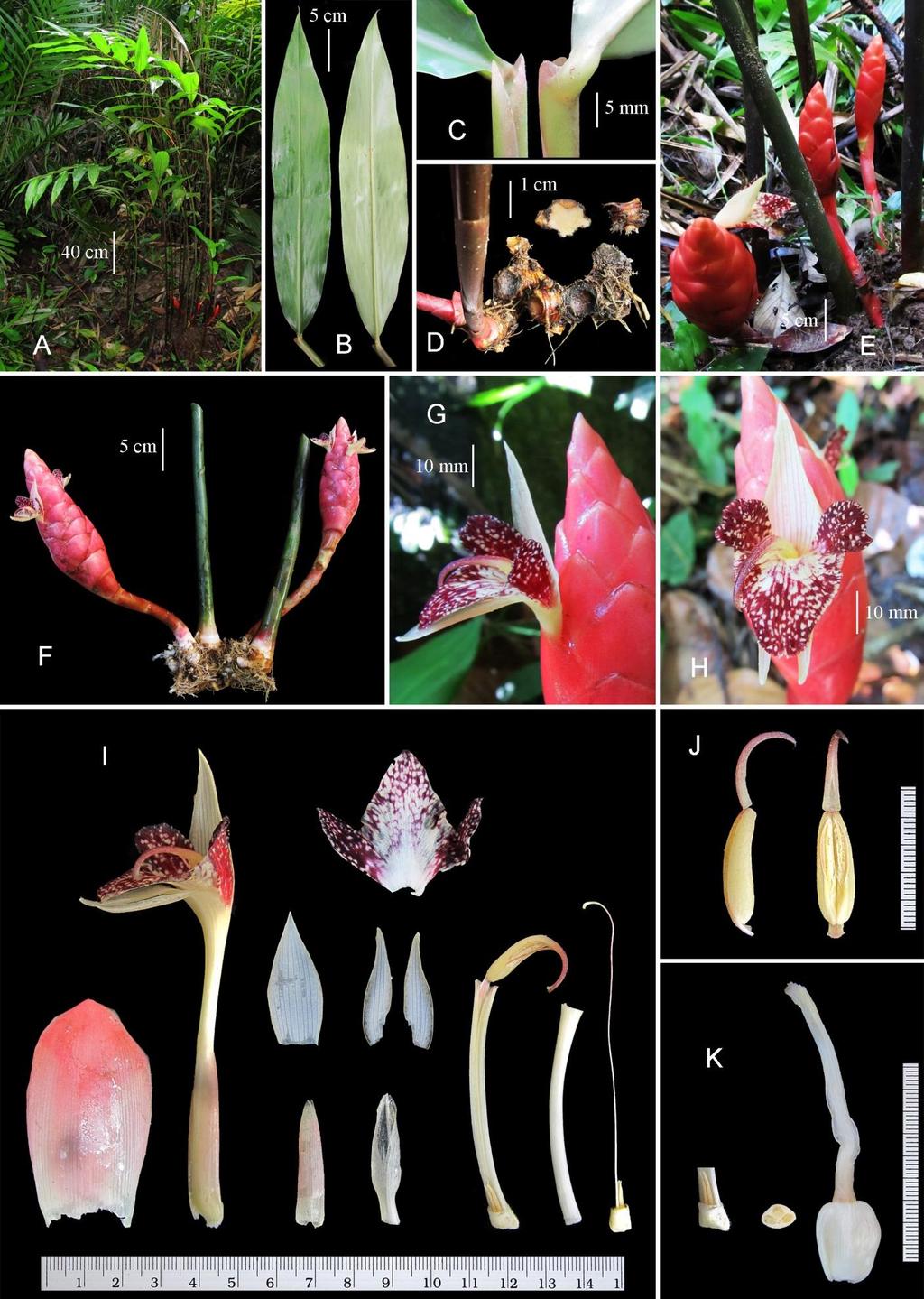 Bioscience Discovery, 8(1):01-05, Jan. - 2017 Figure 1. Zingiber nudicarpum. A. Habit; B. Leaves; C. Detail of pulvinus and ligules; D. Rhizome and its internal coloration; E.