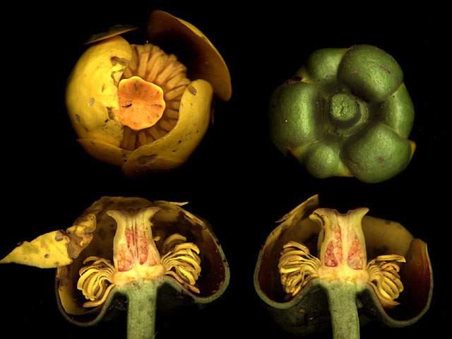 Nymphaeaceae -