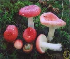 Taung - Bo - Hmo Termitomyces schimperi ( Pat ) Hein This mushroom is growing on clayey soil, edible.