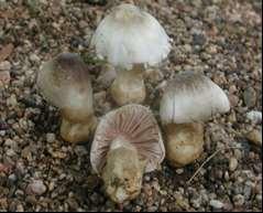 54 Hinthada University Research Journal 2015, Vol. 6, No.1 16. Kauney-Yo- Hmo Volvariella volvacea Bull. Fr. This mushroom, growing on rich soil or paddy straw, is solitary or in group.