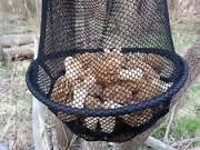The underground portion of the plant will ensure that there are additional morels for next season. If you have one, put morels into a mesh bag.