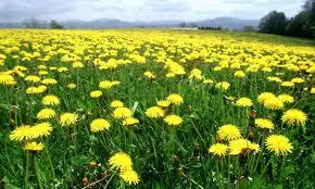 Habitat: Any yard, field or disturbed plot of land where the sun shines through to the ground will likely yield dandelions.