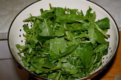 ) Flavor and preparation: Dandelion greens are bitter, so be prepared. They can be eaten raw in salads, or steamed and eaten like spinach or any other leafy green.