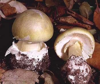 The Death Cap (Amanita phalloides) in North America The Death Cap (Amanita phalloides): A Simple Mushroom to Identify The Death Cap can be easily diagnosed as such.