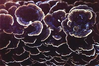 1994 North American Mycological Association (NAMA) mushroom slide