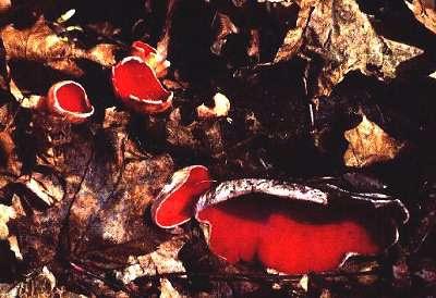 Marie Heerkens' Mushroom Art Gallery "Scarlet Cups" (Sarcoscypha coccinea) Honorable Mention, Pictorial Division, Limited Classification 1993