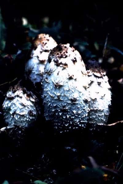 Marie Heerkens' Mushroom Art Gallery "Short-stemmed Russula" (Russula brevipes) "Shaggy Mane" (Coprinus comatus) INDEX to Marie Heerkens'