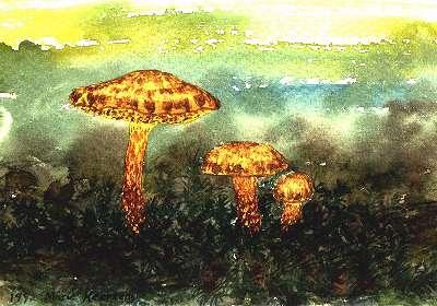 Marie Heerkens' Mushroom Art Gallery Chicken-fat Suillus (Suillus americanus) Yellow-foot Chanterelle