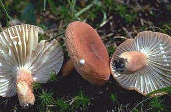 Dave Fischer's Marvelous Mushroom Website Association (NAMA) Foray, and have served as program/faculty chair for both.