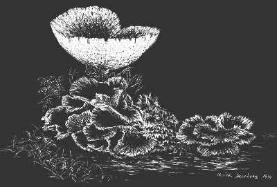 Marie Heerkens' Mushroom