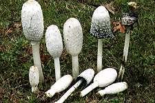 Mushrooms of Northeastern North America Coprinus comatus (Müller : Fr