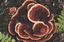 Mushrooms of Northeastern North America Gloeophyllum sepiarium (Fries) Karsten COMMON NAME: Yellow-red Gill Polypore. CAP: 1-4" (2.