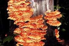 Mushrooms of Northeastern North America Laetiporus sulphureus (Bulliard : Fries) Murrill COMMON NAME: Chicken Mushroom, Sulphur Shelf.