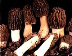 The Prized Morel morels is usually fruitless before mid-april. On the other hand, some areas are practically devoid of morels.