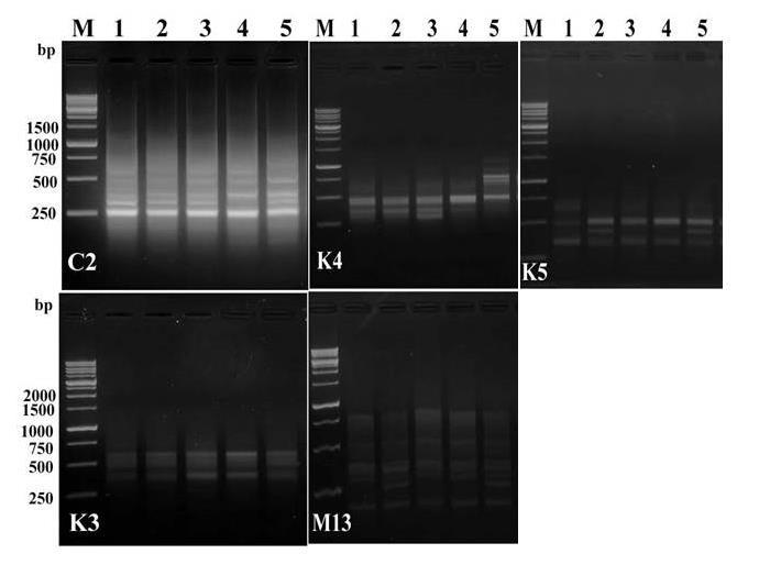 348 HEND I. ALI et al. PCR amplification and electrophoresis In order to study the genetic difference among the five pecan varieties, DNA samples were subjected to RAPD analysis.