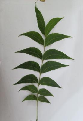 338 HEND I. ALI et al. Wichita Grazona Desirable Mahan Fig. 4. No. of Leaflets / leaf of the studied pecan varieties.