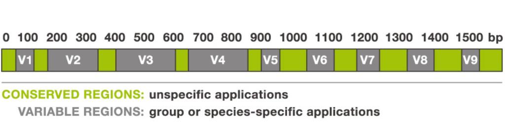 Molecular analysis DNA extraction (50mg/sample:~136beetles/sample) PCR: 16SrRNA Sequencing by Miseq V3 and V4 regions of 16SrRNA
