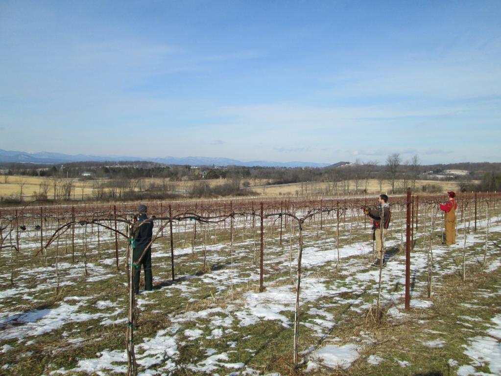 Background Northeastern Vine Supply, Inc. began in 2002 growing and selling cold hardy grapevines. We are located in southwestern VT, where the Champlain Valley meets the Taconic range.