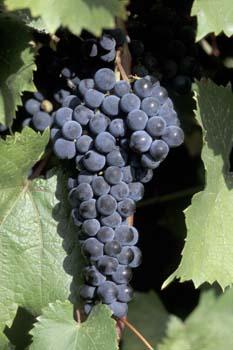 MARQUETTE UMN release 2006 Most widely planted cold hardy red.