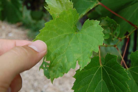 Figure 3: Faint oil spots on the upper surface of a leaf at the tip of an axillary shoot in late August.