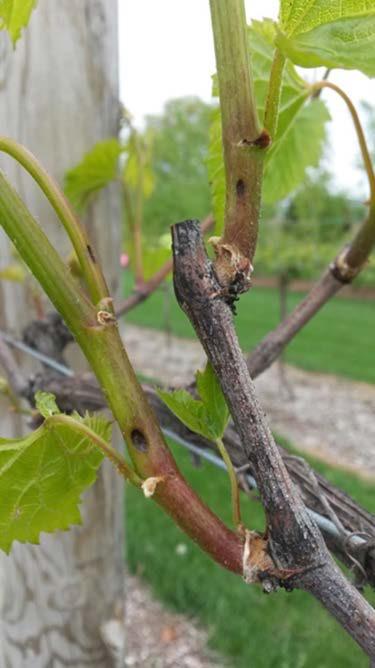 season, just after bud break in mid-may. The lesions are isolated, do not produce spores when placed in a moist chamber, and vanish as the young shoots develop.